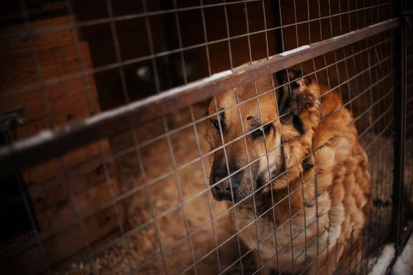 Кохинор ищет семью в Москве фото 13