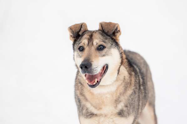 Милый оптимист Джек ищет дом в Москве фото 20