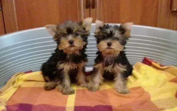 Йоркширский терьер