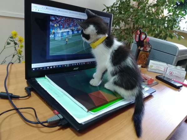 Кошечка Фифа в добрые руки в Ставрополе фото 14