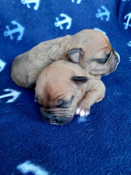 Милые мальчики и девочки Амстаффа резерв ркф в Москве фото 32