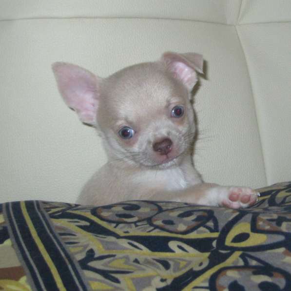 Шикарный мальчик чихуахуа