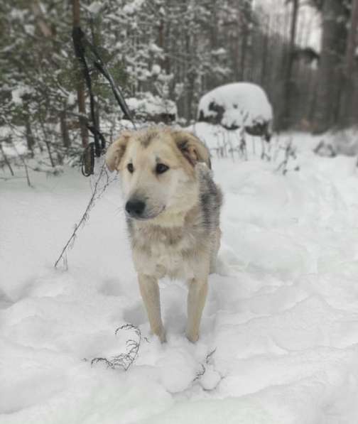 Очень ласковый пушистик ищет дом в Санкт-Петербурге фото 12