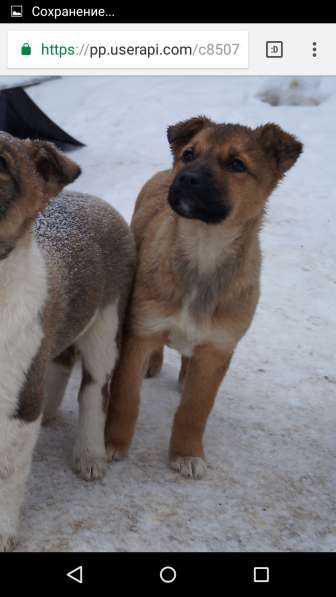 Я щенок и ищу дом! в Воскресенске фото 18