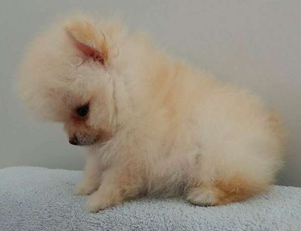 Шикарные щенки померанского шпица из питомника - медвежий ти в фото 20