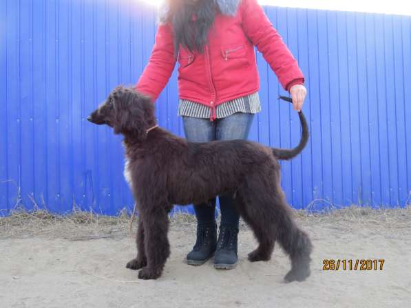 Молодой кобель афганской борзой в Чите фото 6