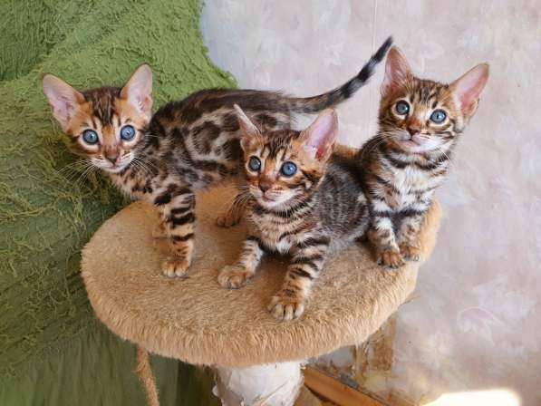 Bengal kitten в 