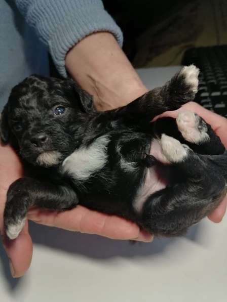 Щенки пуделя