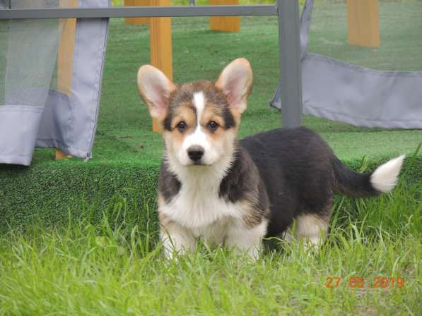 Вельш корги пемброк щенков продаю в Москве фото 10