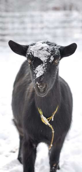 Племенные козы Альпийской пород(Скот из Европы класса Элита) в фото 3