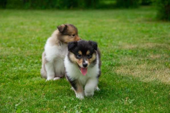 Щенок колли длинношёрстный в Екатеринбурге фото 37