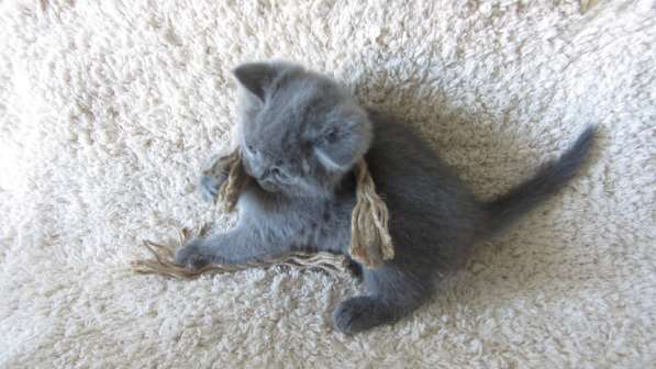 Плюшевый британский котенок в Москве фото 6