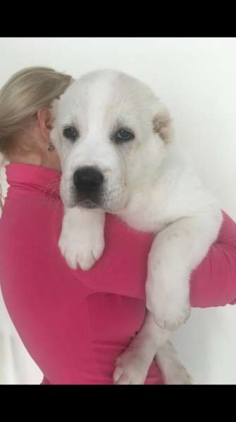 АЛАБАИ ЩЕНКИ в фото 11