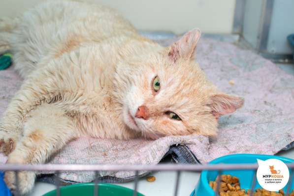 Котик Капучино с ласковым характером в Москве фото 3