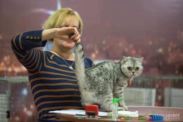 Продаются шотландские вислоухие котята в Челябинске фото 6