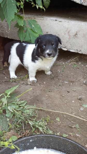 Щенки ищут хозяина в Красноярске фото 18