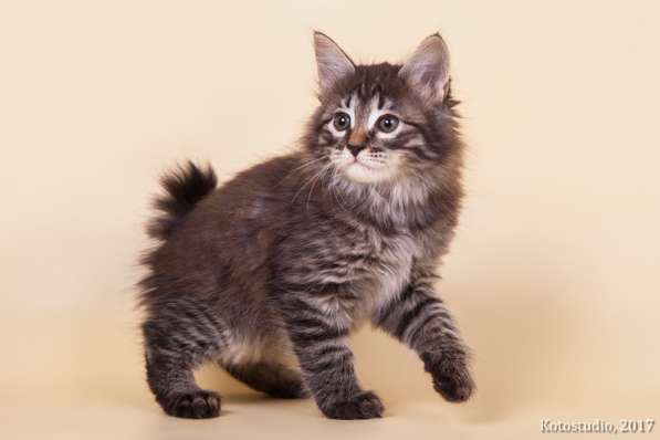 Котята курильского бобтейла в Пензе фото 14