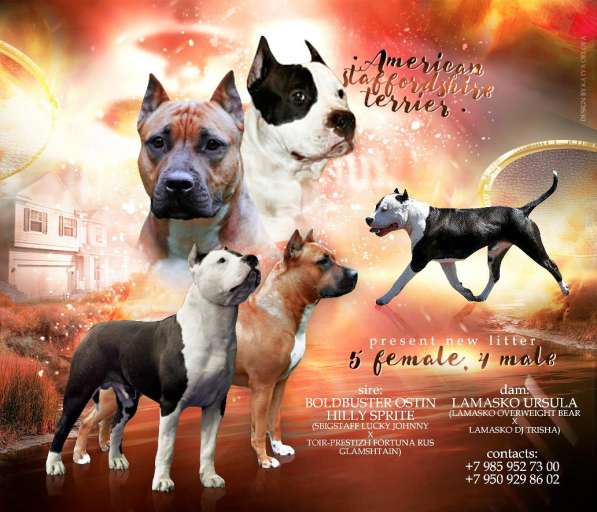 Щенки Ам Стаффа в Москве фото 5