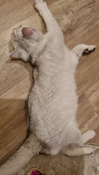 Котик, 6 месяцев, очень общительный и ласковый в Москве фото 8