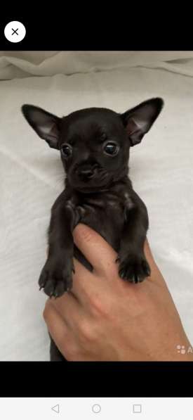 Русский той - терьер в Москве фото 3