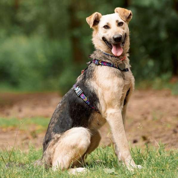 Чудесная собака Мира в добрые руки в Москве фото 26