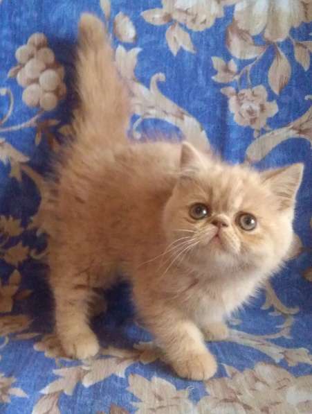 Экзотические котята в фото 5