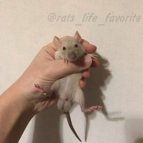 Крыса крысята продажа в Химках фото 5