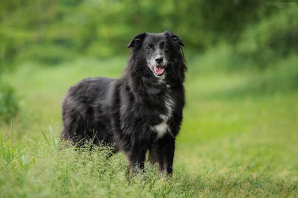 Весёлая, ласковая Чукча ищет семью в Москве фото 52