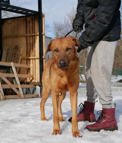 Собачий нянь и помощник ищет дом в Санкт-Петербурге фото 5