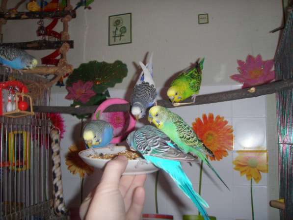 Волнистые попугаи(от Заводчика, самки) в Мытищи фото 4