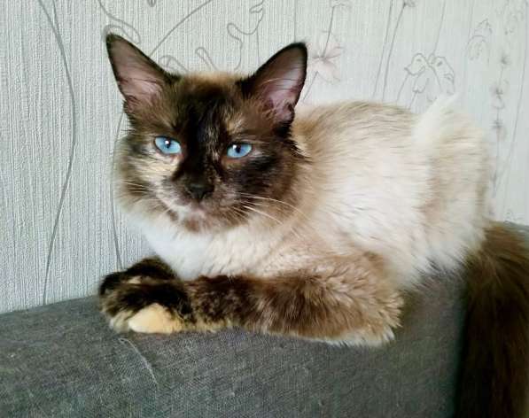 Невская красавица Сильва мечтает обрести дом