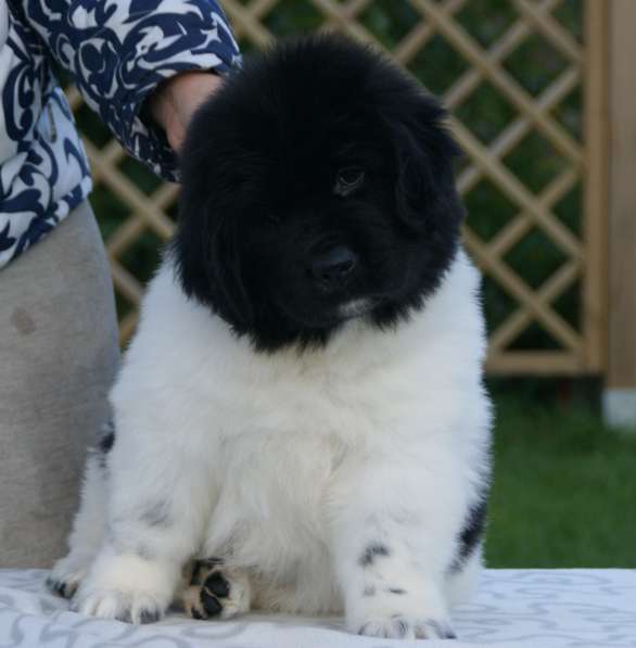 Щенок Ньюфаундленд в Солнечногорске фото 6