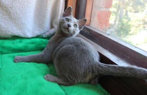 Котята русской голубой в Санкт-Петербурге фото 8