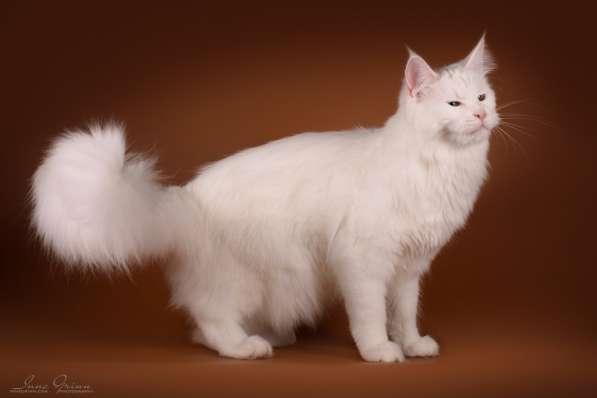 Maine Coon белая кошечка свободна в фото 14