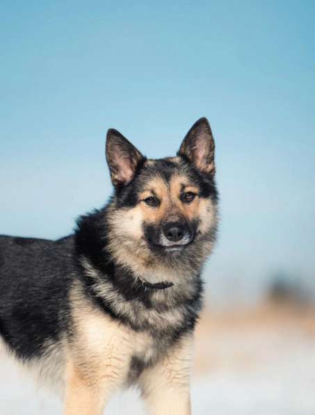 Овчарка в миниатюре (метис) ищет дом в Москве фото 9