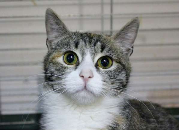 Кошечка Тесси мечтает о семье в Москве
