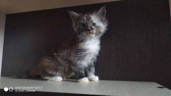 Котята Мейн-кун в Санкт-Петербурге фото 3