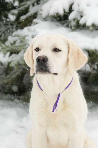 High quality Labrador Retriever puppies в фото 10