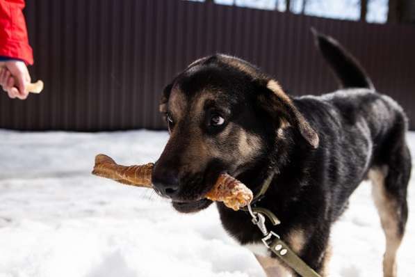 Джек ищет дом! в Москве фото 18