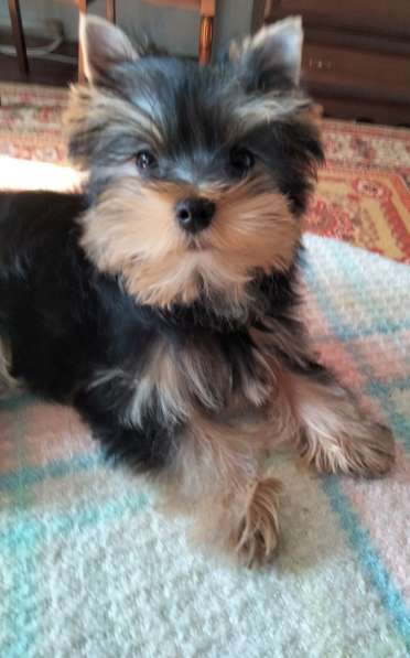 Йоркширский терьер. Мини