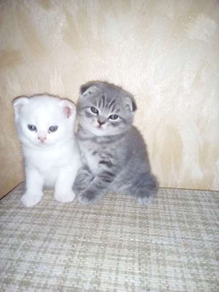 Шотландский Котёнок в Воронеже фото 10