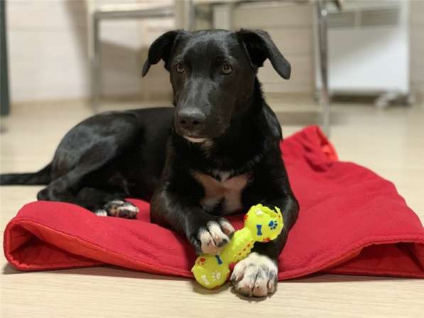 Бэтмен 4 месяца потрясающий парень! в Москве