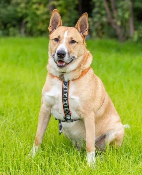 Рик в поиске дома! в Москве фото 14