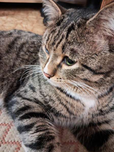 Котик в добрые руки