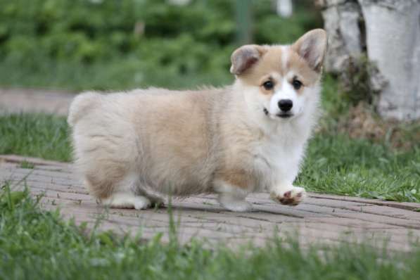 Вельш корги пемброк в Москве фото 10