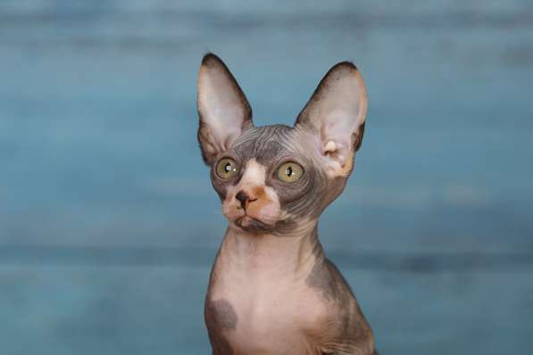 Роскошные из питомника котята Эльф, Бамбино, сфинкс в Ижевске фото 3