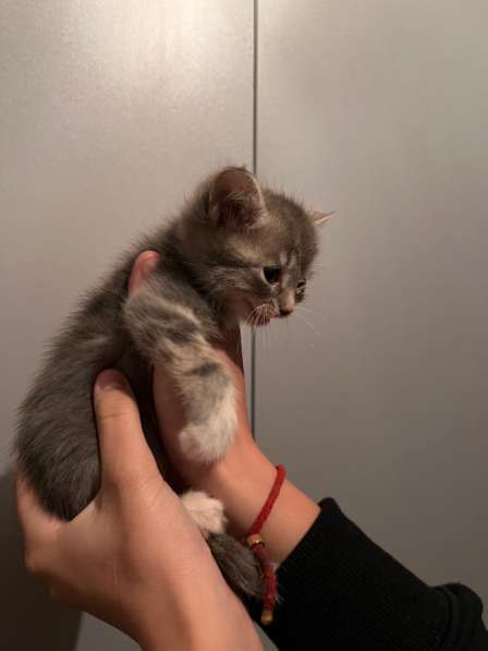 Котята в Воронеже фото 5