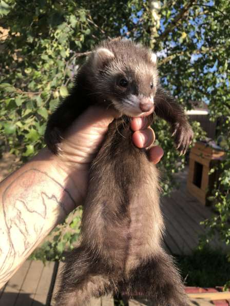 Домашние хорьки ручные в Москве