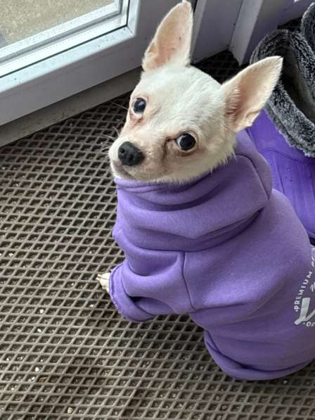 !!!СРОЧНО ОТДАМ СОБАКУ ДАРОМ !!! в Уфе