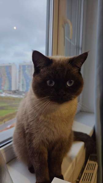 Британский котенок